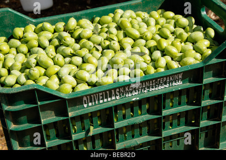 Greek olives at harvest time in Olinthos Chalkidiki northern Greece Stock Photo
