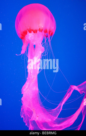 Large jellyfish in blue, clear sea water Stock Photo - Alamy