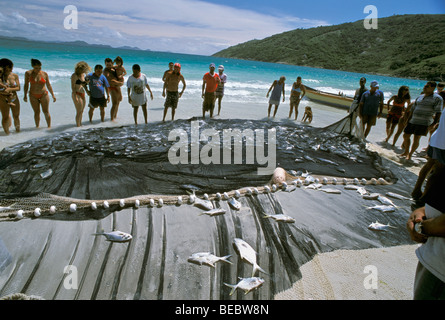 Fishermen hauling in young Jacks caught in gill net, Natal, Brazil - Atlantic Ocean Stock Photo