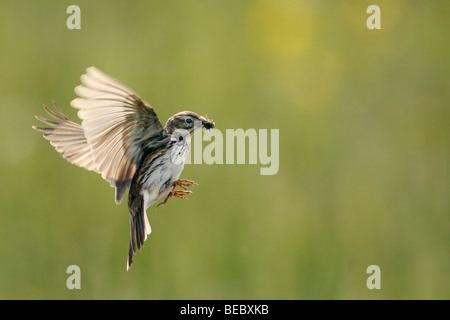 Meadow Pipit in flight,  carrying insects in its beak Stock Photo