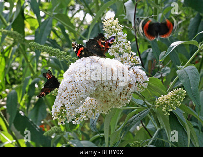 Red Admiral (Vanessa atalanta) and Peacock (Inachis io) or (Nymphalis io) Butterflies on a White Buddleia (Buddleia davidii) bush with one flying Stock Photo