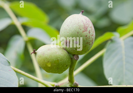 Walnuts growing on tree in France Stock Photo