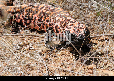 A Gila Monster (Heloderma suspectum), a venomous lizard, moves through the Sonoran Desert southeast of Sahuarita, Arizona, USA. Stock Photo