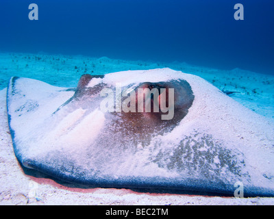 Southern Stingray, Dasyatis americana, Nassau, Bahamas Stock Photo