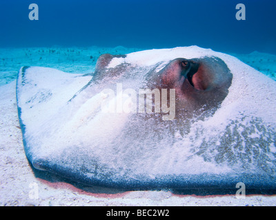 Southern Stingray, Dasyatis americana, Nassau, Bahamas Stock Photo