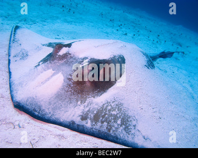 Southern Stingray, Dasyatis americana, Nassau, Bahamas Stock Photo