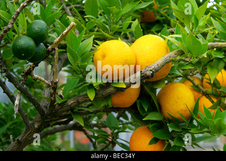 Zitrone am Baum - lemon on tree 07 Stock Photo