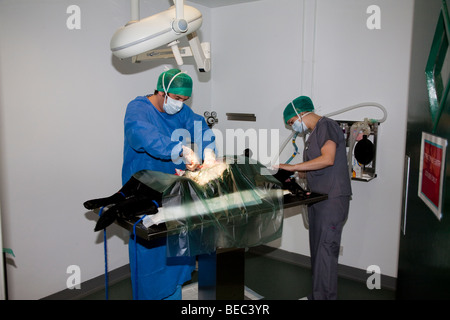 Veterinary Surgeon Operating on a Dog in Theatre Stock Photo