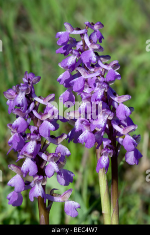 Green-winged Orchid (Anacamptis morio) Stock Photo