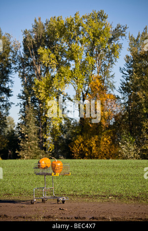 Two pumpkins in a shopping trolley on Sauvie Island, Portland, Oregon, USA Stock Photo