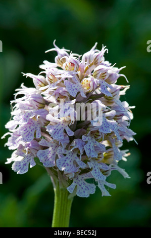 Conical Orchid (Neotinea tridentata ssp. conica) Stock Photo