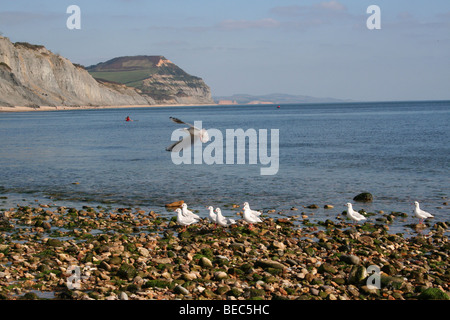 Charmouth Cliffs on a hot sunny day. Stock Photo