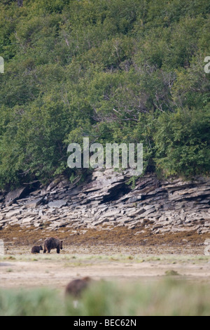 Grizzly sow and cub walking away in Geographic Bay Katmai National Park Alaska Stock Photo