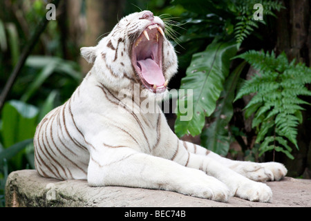 Portrait of a Bengal White Tiger Stock Photo