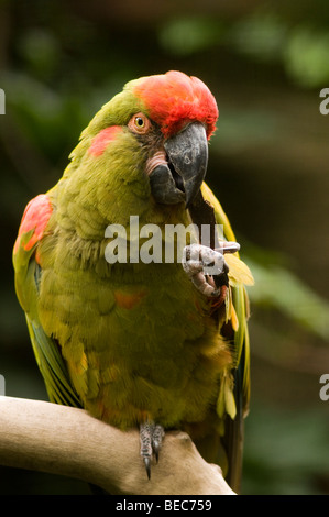 Red-fronted Macaw, Ara rubrogenys Stock Photo