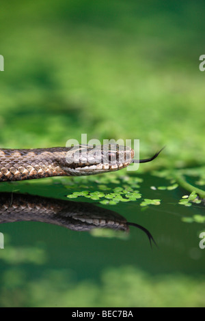 Adder, Vipera berus, female, Midlands, September 2009 Stock Photo