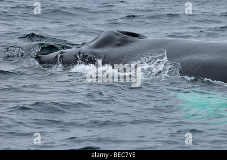 Close up of a female humpback whale blowhole rostrum and tubercles swimming in the Atlantic Ocean near Twillingate Newfoundland Stock Photo