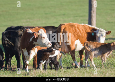 Commercial beef cattle herd Stock Photo