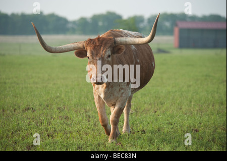 Texas Longhorn cattle Stock Photo