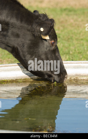 Angus Cattle drinking from water trough Stock Photo