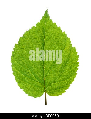 green leaf of birch tree isolated on white Stock Photo