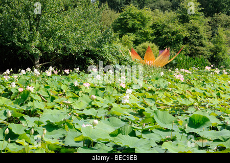 Lotosblume, Arboretum, Ellerhoop, Deutschland. - Lotus flower, Arboretum, Ellerhoop, Germany. Stock Photo