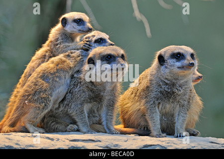 Meerkats (Suricata Suricatta), family, three young animals Stock Photo