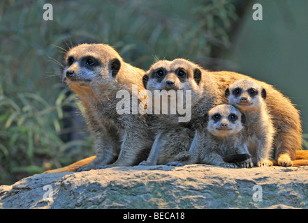 Meerkats (Suricata Suricatta), family, two young animals Stock Photo