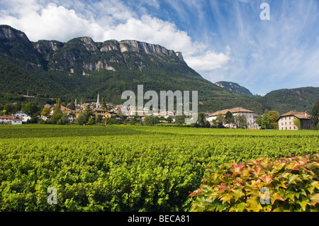 Mitterdorf, vineyard, Kaltern or Caldaro, Trentino, Alto Adige, Italy, Europe Stock Photo