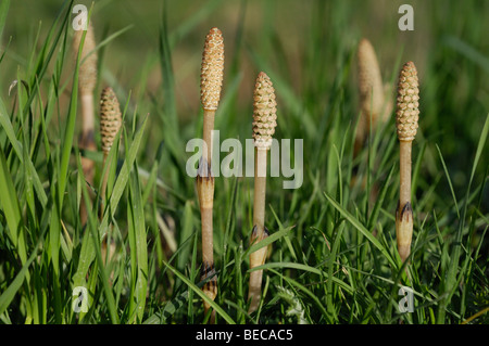 Marsh Horsetail (Equisetum palustre) in a meadow Stock Photo