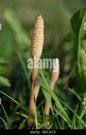 Marsh Horsetail (Equisetum palustre) in a meadow Stock Photo