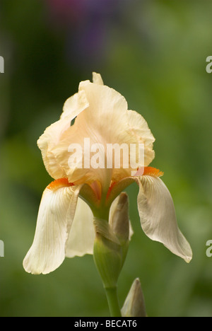 Iris, Bearded named 'Mme Francois Debate'. Stock Photo