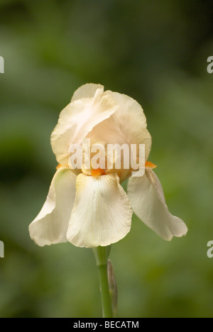 Iris, Bearded named 'Mme Francois Debate'. Stock Photo