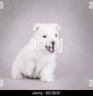 Angry West Highland White Terrier puppy portrait Stock Photo