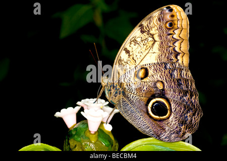 Peacock Pansy (Precis almana) Stock Photo