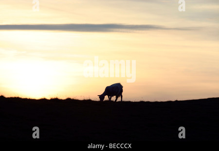 Lone sheep silhouette at sunset Skye Stock Photo