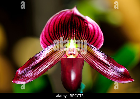 Orchid Flower: Paphiopedilum lady's slipper. Stock Photo