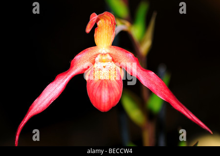 Orchid Flower: Lady's slipper paphiopedilum Stock Photo