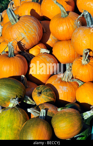 Pile of fresh pumpkins at farm stand in autumn Stock Photo