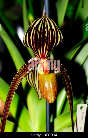 Orchid Flower: Lady's slipper Paphiopedilum Stock Photo