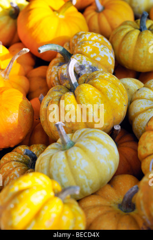 Decorative Gourds and mini pumpkins Stock Photo
