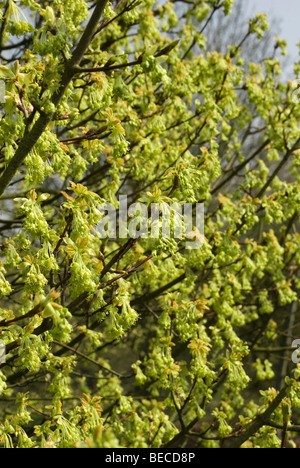 Acer hyrcanum subsp. intermedium Stock Photo