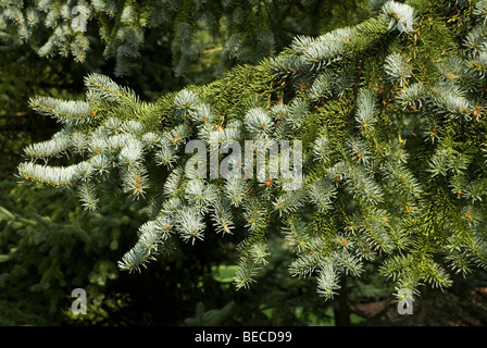 Picea pungens 'Moerheimii' Stock Photo