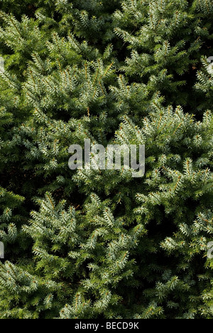 Picea pungens 'Moerheimii', Colorado Blue Spruce Stock Photo