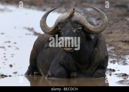 African Buffalo (Syncerus caffer), taking a cooling bath in a puddle, Masai Mara National Reserve, Kenya, East Africa Stock Photo