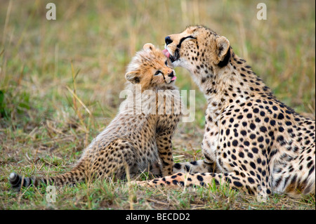 Cheetah (Acinonyx jubatus), female cleaning cub, Masai Mara National Reserve, Kenya, East Africa Stock Photo