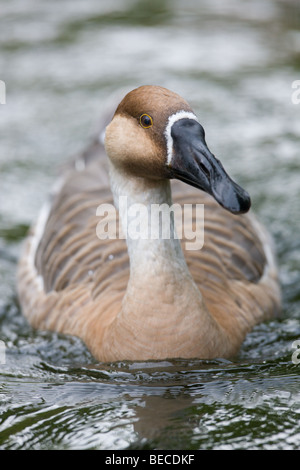 Swan Goose -  Anser cygnoides Stock Photo