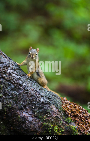 Douglas squirrel (Tamiasciurus douglasii), Mitkof Island, Southeast Alaska, Alaska, USA, North America Stock Photo