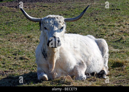 White Park Cattle cow, domestic cattle, female, rare old cattle breed (Bos primigenius f. taurus) Stock Photo