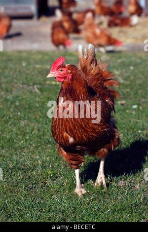 Barn fowl, hens, chicken, (Gallus gallus domesticus) Stock Photo
